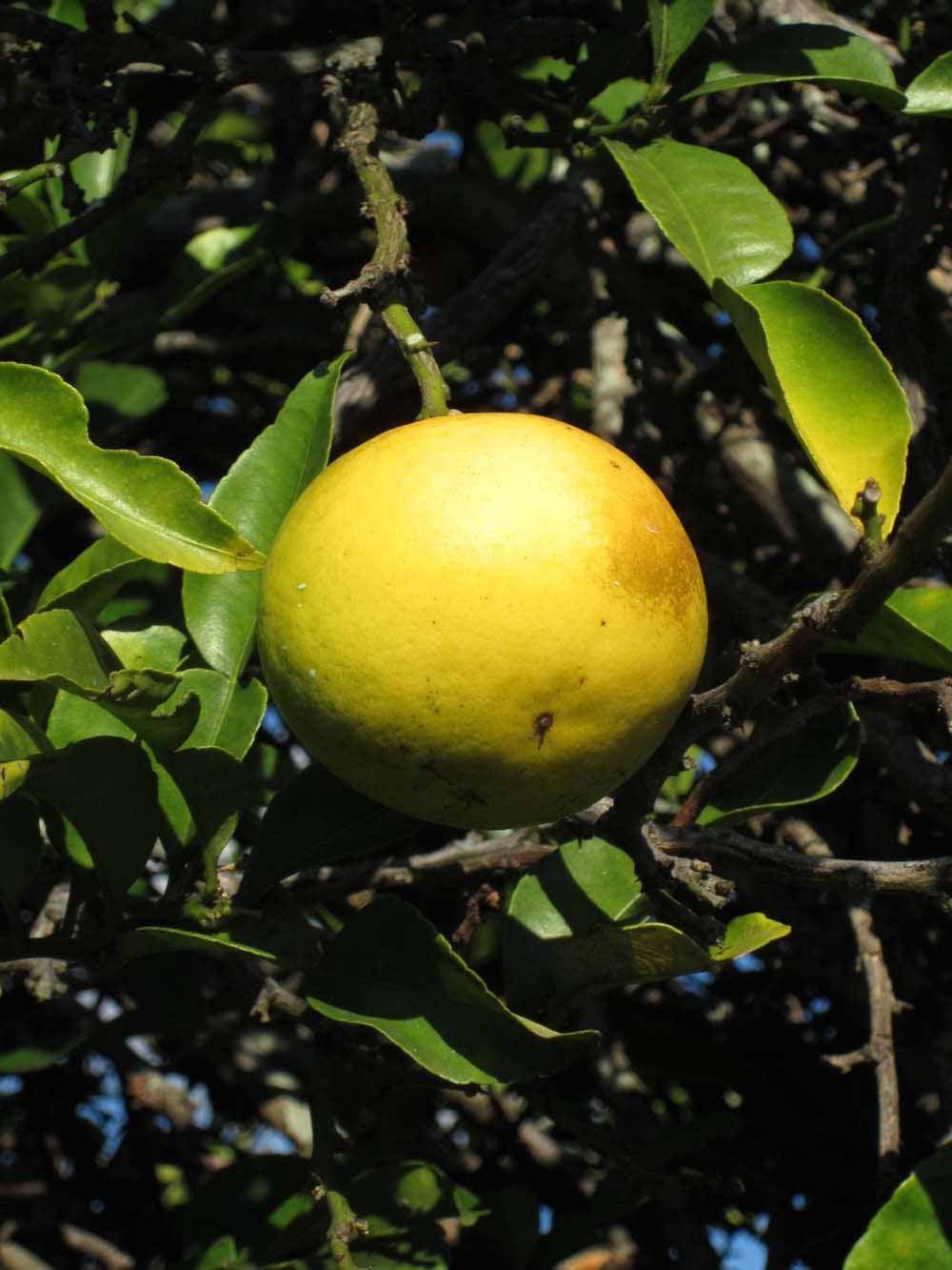              Fruit (Winter Haven, FL)       